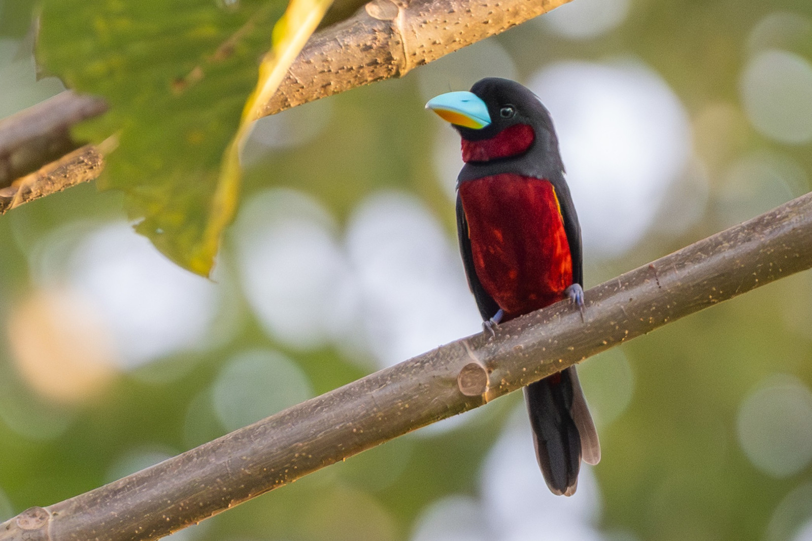 image Black-and-red Broadbill